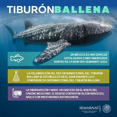 Día Internacional del Tiburón ballena | Secretaría de Medio Ambiente y Recursos Naturales ...