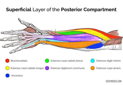 Superficial Posterior Forearm Muscles