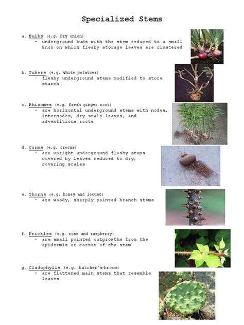 Specialized Part of Plants | Plant Stem | Branches Of Botany