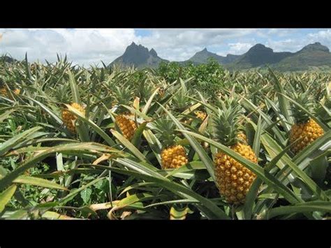 Pineapple Harvest - YouTube