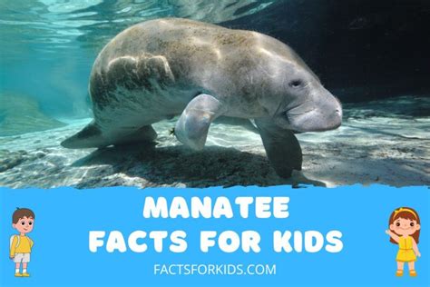 19 Manatee Facts for Kids that You Won’t Believe – Facts For Kids