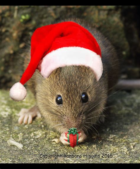 The Christmas Mouse :) | tandikes | Flickr