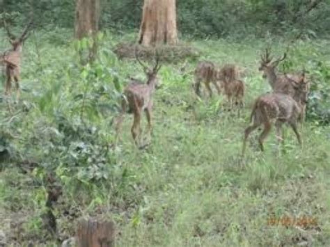 Coorg wildlife , coorg, India - Top Attractions, Things to Do ...