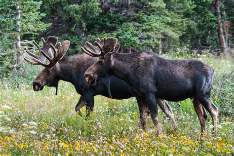 Why Do Moose Shed Their Antlers? All Your Questions, Answered