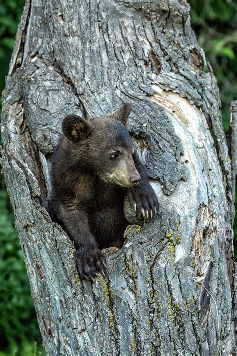 Black bear cub - Jim Zuckerman photography & photo tours