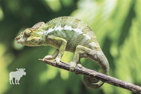 What Does It Mean When A Chameleon Turns Black? — Forest Wildlife