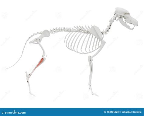 The Dog Muscle Anatomy - Cranial Tibial Muscle Stock Illustration - Illustration of skull ...