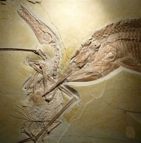 Caught in the Act: Ancient Armored Fish Downs Flying Reptile | Live Science