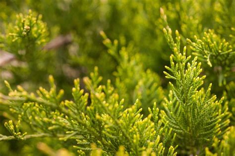 Oh, So Many Arborvitae Choices - Longfellow's Garden Center