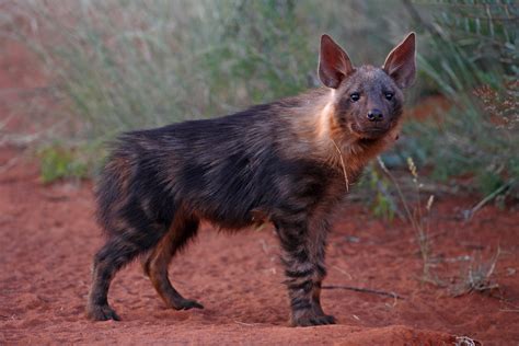 Brown Hyena Facts - CRITTERFACTS