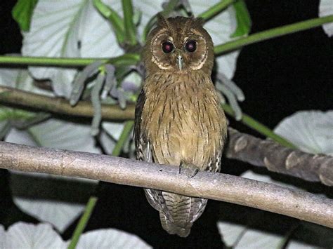 Jamaican Owl - eBird