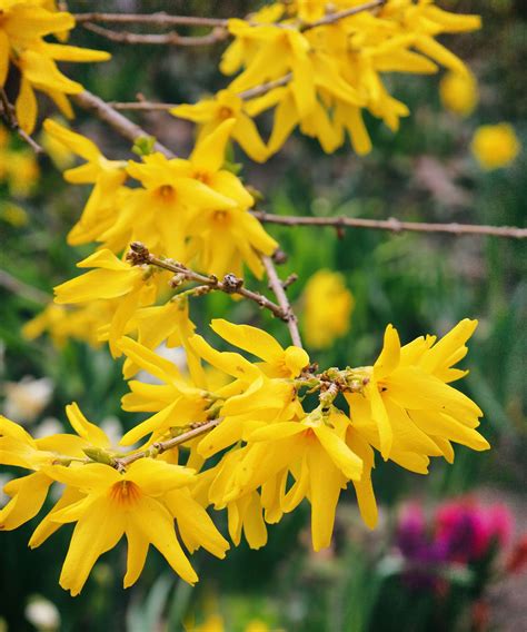 Best spring flowering shrubs: 11 beautiful choices | Homes & Gardens