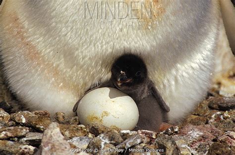 Minden Pictures - Adelie Penguin (Pygoscelis adeliae) newly hatched chick, second egg pipping ...