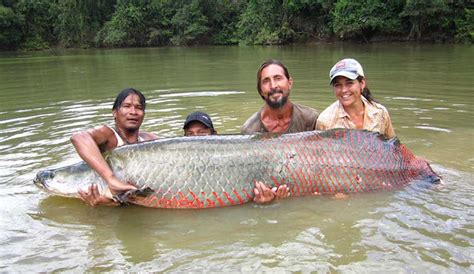 Nos flipa el paiche, el pescado prehistórico de la Amanzonía | Viajes del Perú - Travel Blog ...