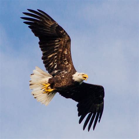 Eagle Flying Stock Photo - Image: 41060413