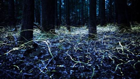 Rare Blue Ghost Fireflies Only Glow in One Part of North America | Nature and Wildlife | Discovery