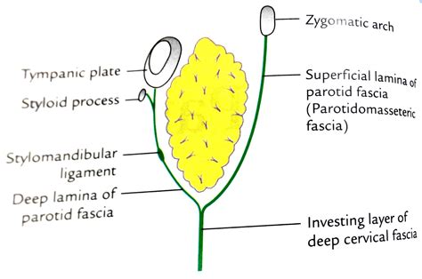 Parotid Gland Anatomy