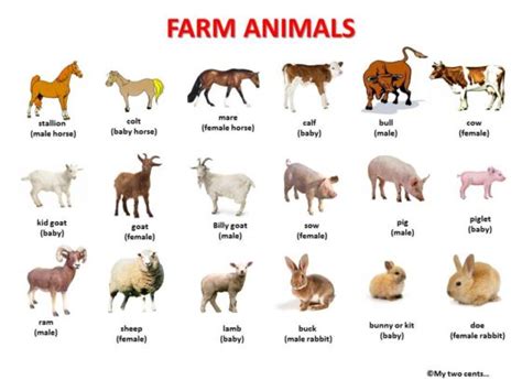 Farm Animals: Definition, Characteristics & Amazing Facts