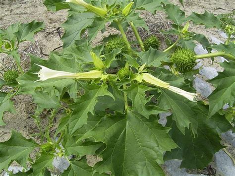 White Datura Stramonium seeds | World Seed Supply