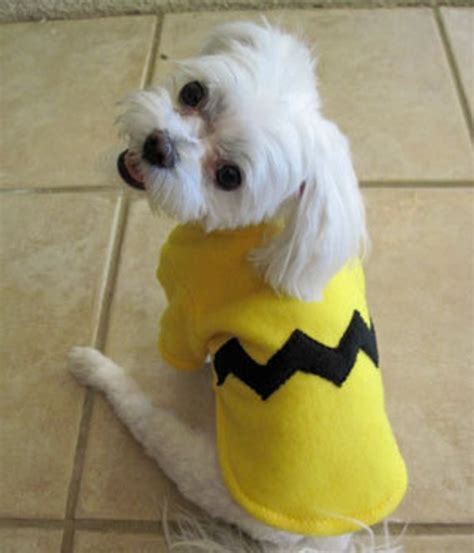 Dog Costume Halloween Costume for Small Dog pet Costume