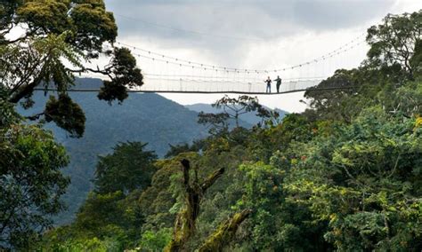 Nyungwe Forest National Park | Bwindi Impenetrable National Park