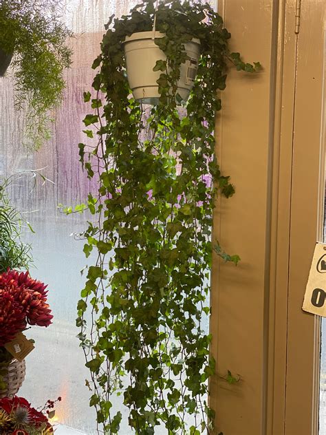 Ivy Plant Hanging - 90cm length - Plants - Hanging | Alina Florist