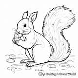Squirrel Coloring Pages  Free & Printable sketch template