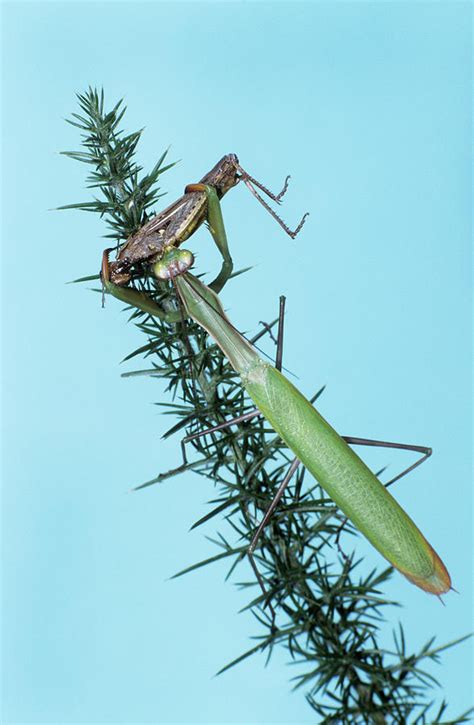 Praying Mantis Feeding Photograph by M F Merlet/science Photo Library | Fine Art America