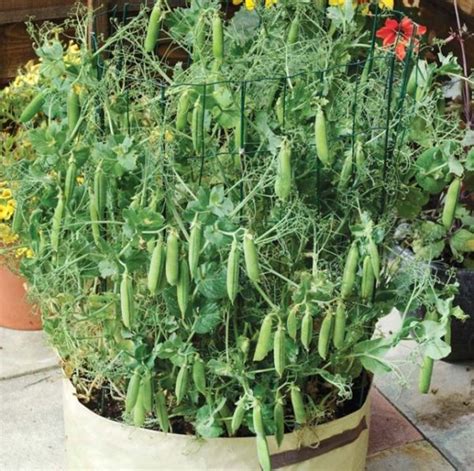 Growing Green Peas In Containers (Matar) Information | Agri Farming