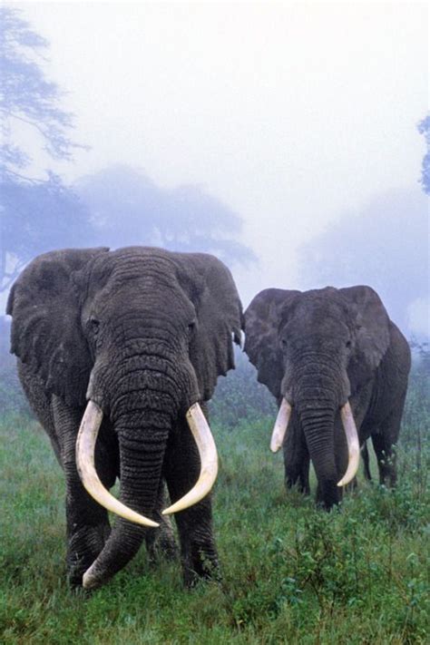 Elephants are large mammals of the family Elephantidae and the order Proboscidea. Traditionally ...