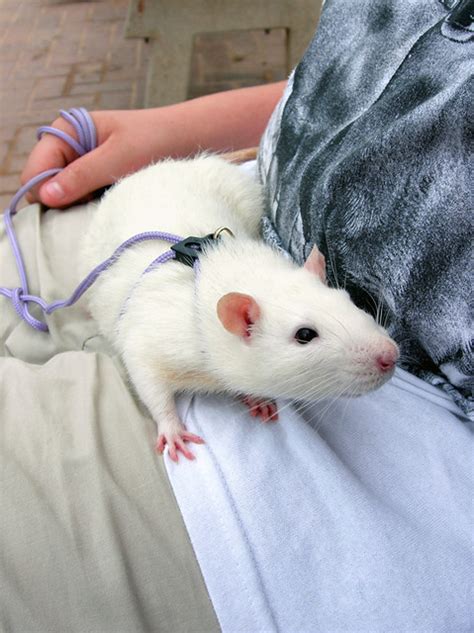 White rat at Hope Cove, Devon | I came across this white rat… | Flickr