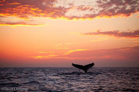 Dave-Sensei: Sunset Whale Watching