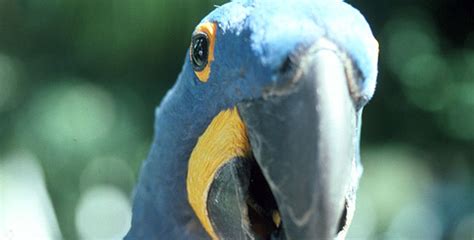 The Real Macaw | Packing for Conservation | Nature | PBS