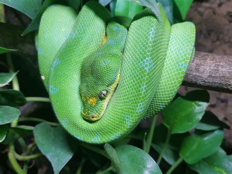 1.0 Sorong Tree Python (Morelia Viridis) Male | Emerald tree boa, Green ...