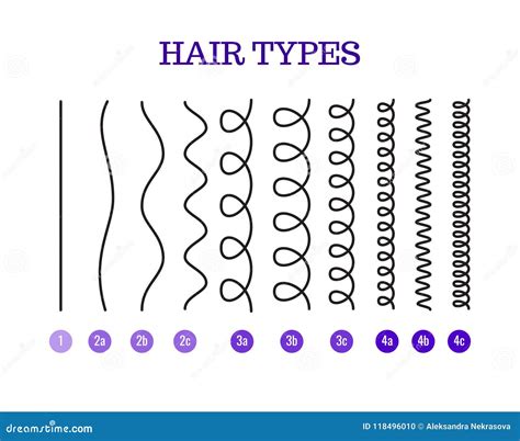 Hair Types Chart Set Of Strands Growth Patterns Vector Illustration ...