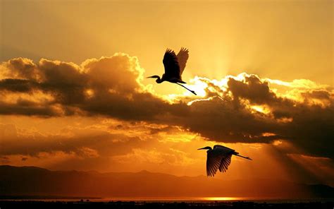 Flying Cranes, graphy, bird, flight, crane, sunset, clouds, sky, HD ...