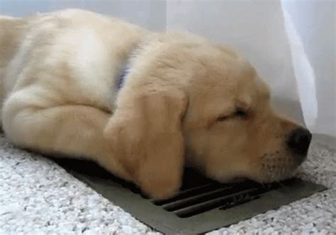 Safe For Work Puppy GIF - Find & Share on GIPHY