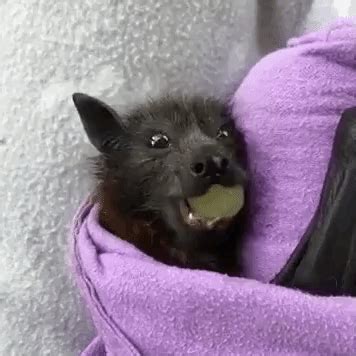 Baby Fruit Bat Gif