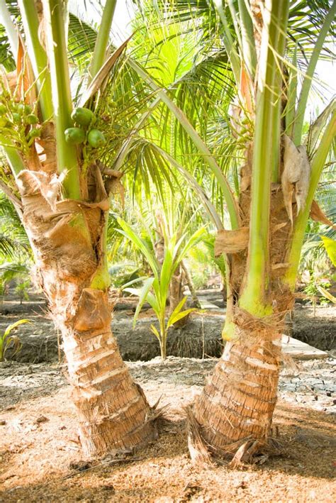 Twin Coconut Tree with Small Coconuts Stock Image - Image of coconut, organic: 28804181