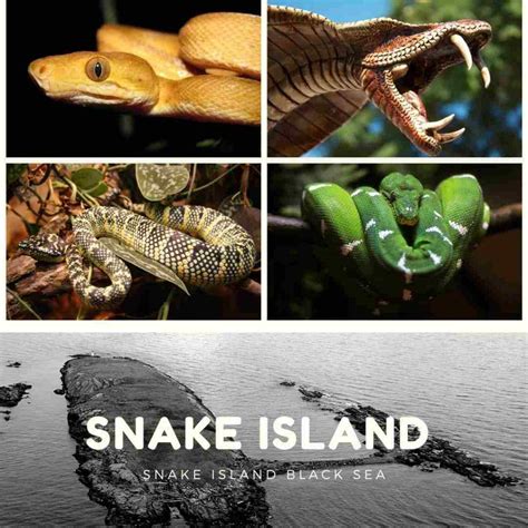 The Mysterious Snake Island (Ilha da Queimada Grande) in Brazil