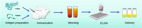 Polyclonal Antibody Service - BiologicsCorp