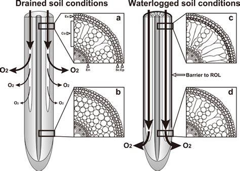 Differences in lysigenous aerenchyma formation and patterns of radial ...