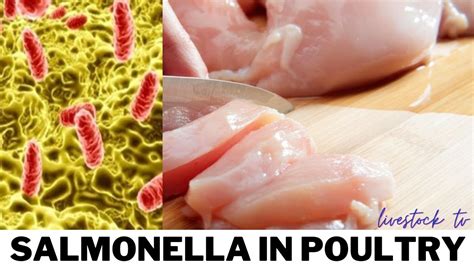 Salmonella In Poultry, Symptoms, Treatment, Prevention, - YouTube