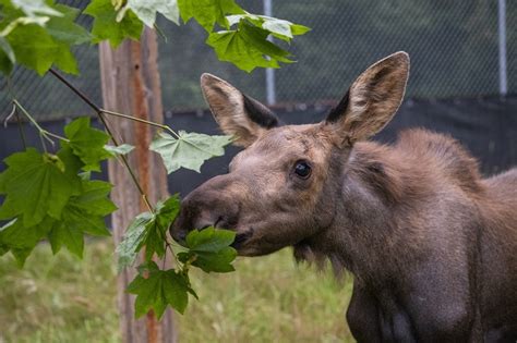 Three orphaned moose calves arrive - Northwest Trek