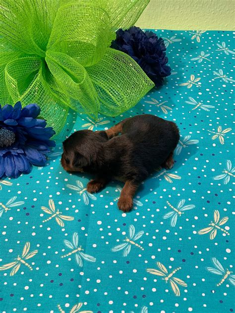 Yorkie Puppies For Sale Near Me