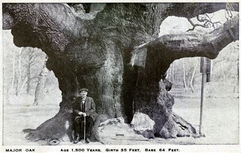 Robin Hood's favourite Major Oak tree named Tree of the Year | Nature ...