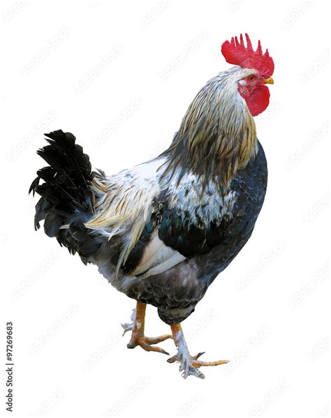 rooster on a white background Stock Photo | Adobe Stock