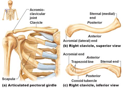 clavicle | Human anatomy and physiology, Body anatomy, Human bones anatomy