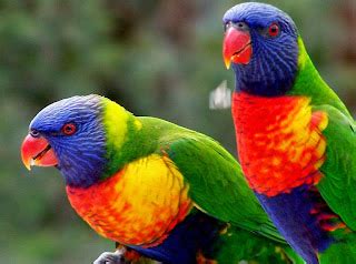 The Most Beautiful Exotic Birds In The world | Mathias Sauer