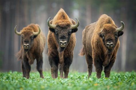 Bison vs Buffalo: The Truth About Their Differences - Rural Living Today